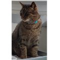 gatti (10).JPG