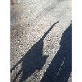 gatti (11).JPG