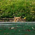 gatti (12).JPG