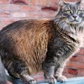 gatti (13).JPG