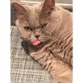 gatti (14).JPG