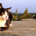 gatti (15).JPG