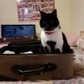 gatti (16).JPG