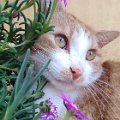 gatti (19).JPG