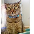 gatti (3).JPG