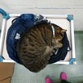 gatti (4).JPG