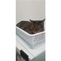 gatti (6).JPG