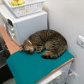 gatti (7).JPG