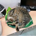 gatti (9).JPG