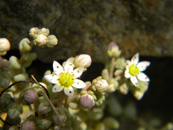DSCN8574.JPG