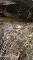 glenop (37)