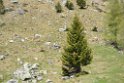 glenop (66)
