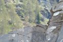 glenop (80)