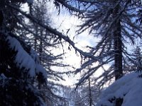 thuille (59)