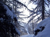 thuille (60)
