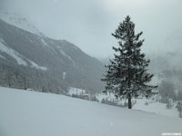 thuille (96)
