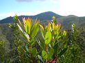 monteviasco (17)